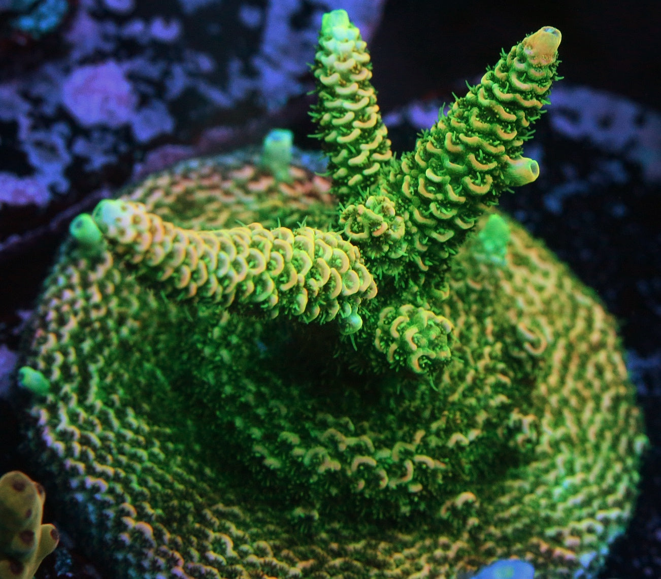 JF Solar Flare Millepora