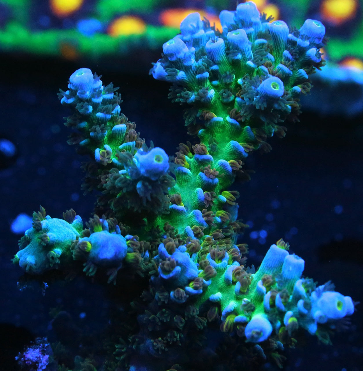 JF Jolt Acropora
