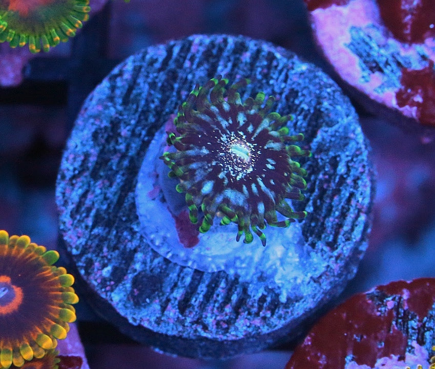 Gizmos Zoanthids