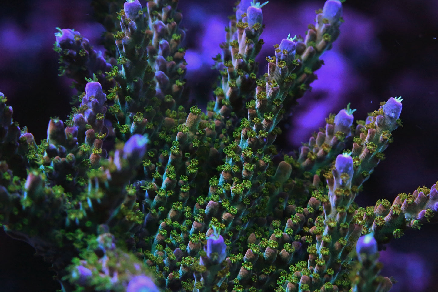 TGC Northern Lights Acropora