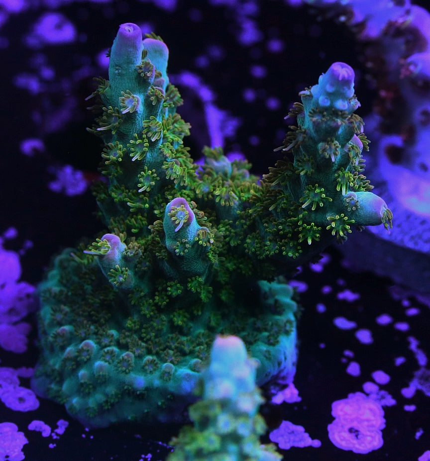 RMF Psychoberry Acro