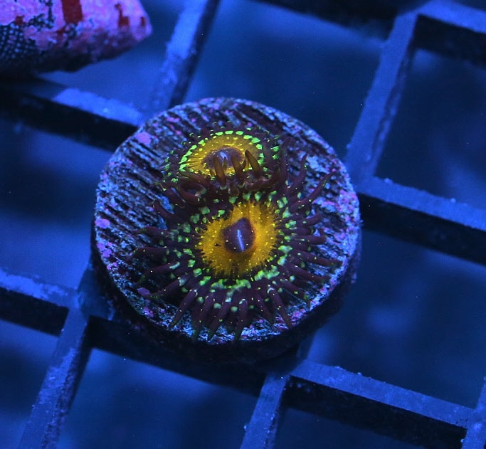 Godbeast Zoanthid