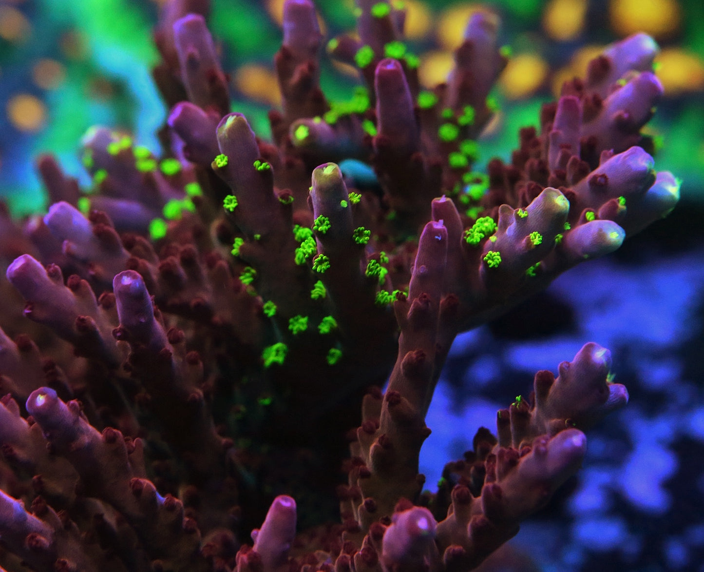 Reef Raft Robin Hood Acro (no green polyps)