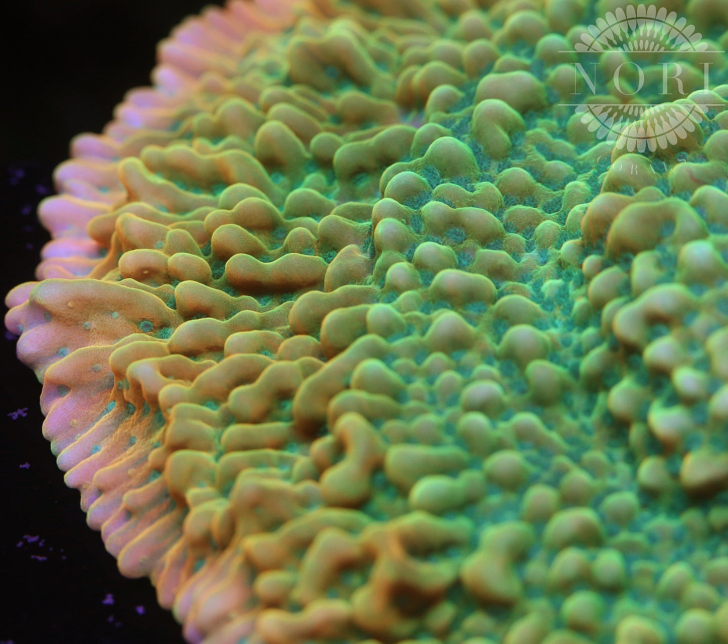 Jason Fox Beach Bum Montipora