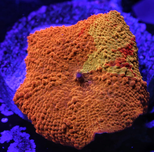 TDF Tye Dye Jawbreaker Mushroom