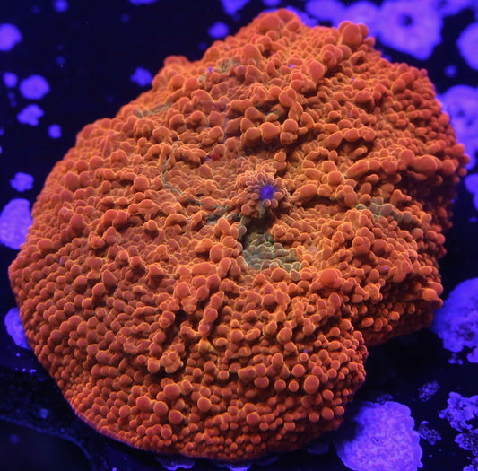 TDF Tye Dye Jawbreaker Mushroom