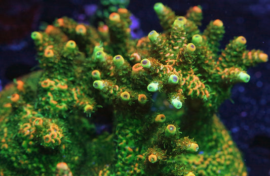 JF Solar Flare Millepora