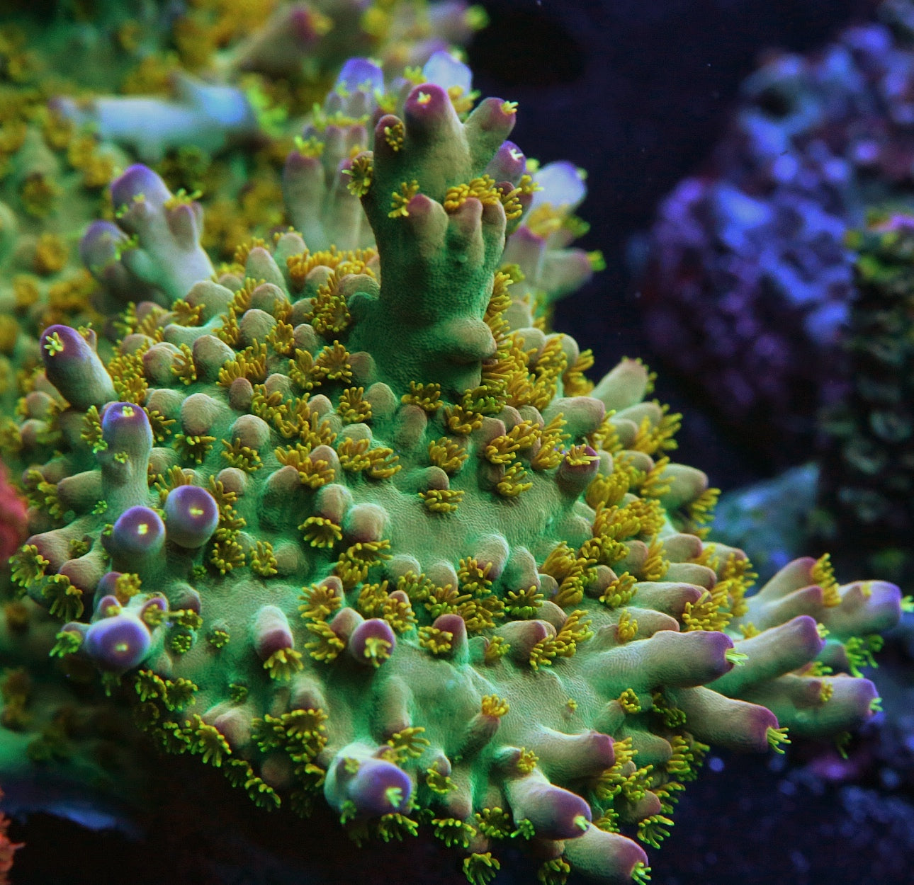 LRO Buzz Lightyear Acropora