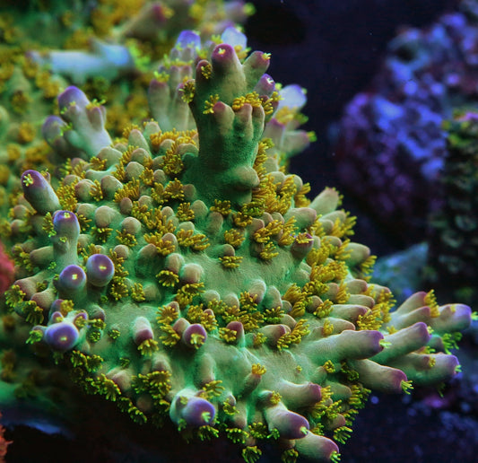 LRO Buzz Lightyear Acropora