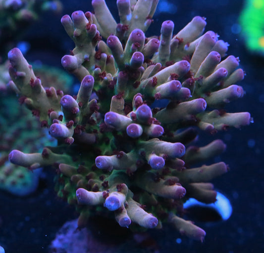 RRC OG Avengers Acropora