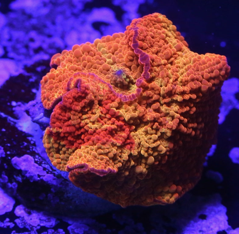 Soft Coral – Nori Corals
