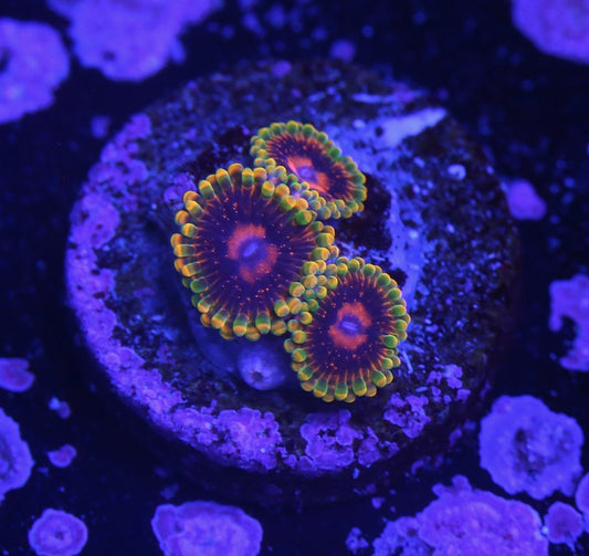 Jedi Mind Tricks Zoanthids