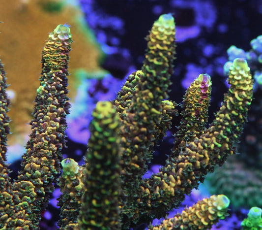 RR Rainbow Splice Millepora (No Red)