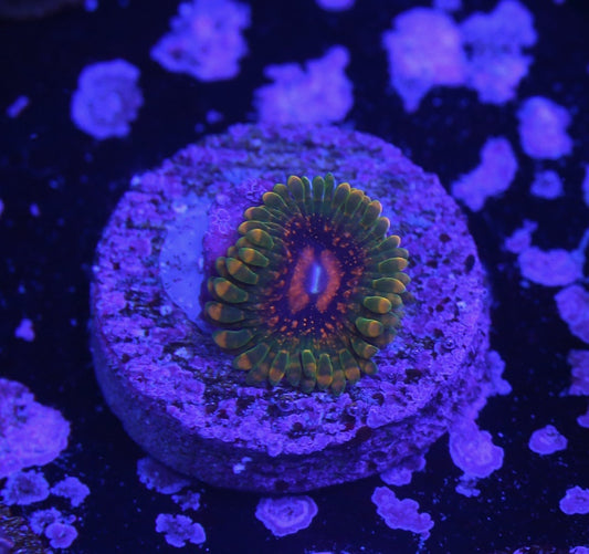 Grand Master Krakatoa (GMK) Zoanthid