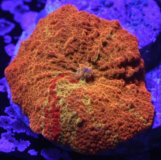 TDF Tye Dye Jawbreaker Mushroom