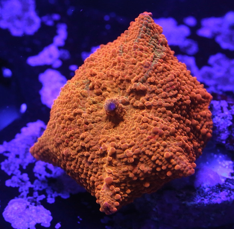 Soft Coral – Nori Corals
