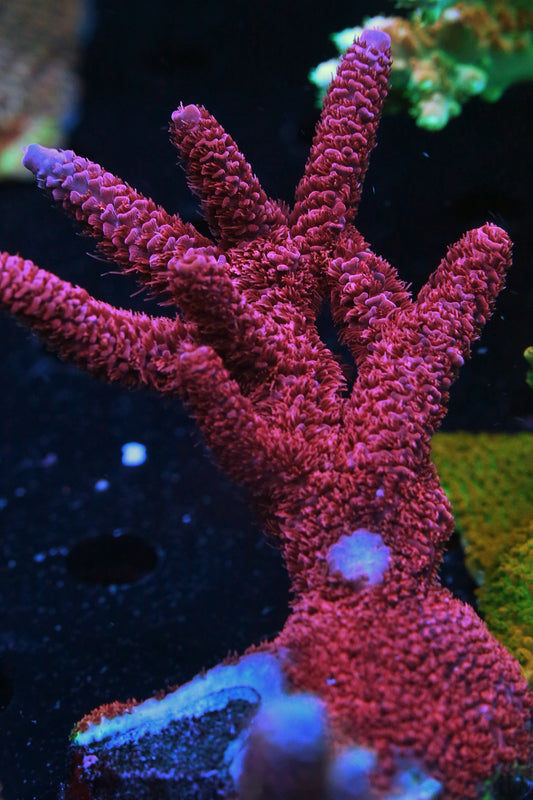 TGC Red Wing Millepora