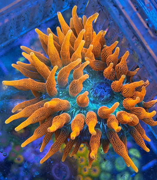 Supernova Anemone