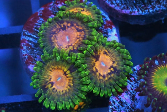 Marvin The Martians Zoanthids