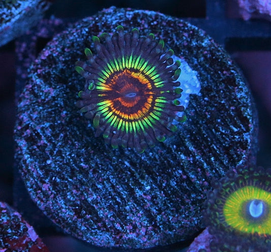 GB Rainbow Eclipse Zoanthid