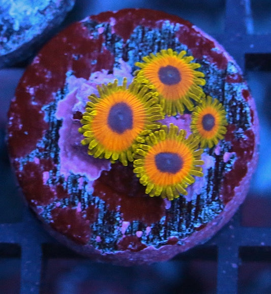 Great Owl Zoanthids