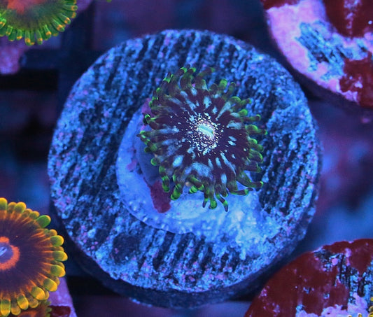 Gizmos Zoanthids