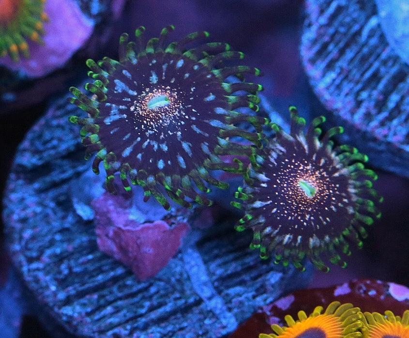 Gizmos Zoanthids
