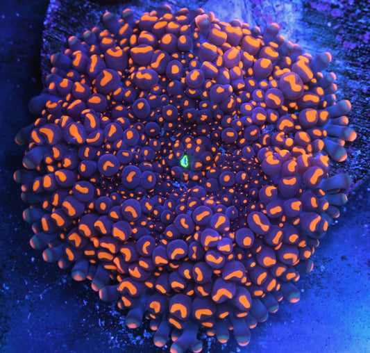 RRC Doughboy Yuma Mushroom - Juvenile