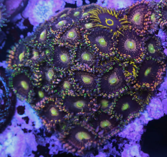 Bozo's Birthday Zoanthids