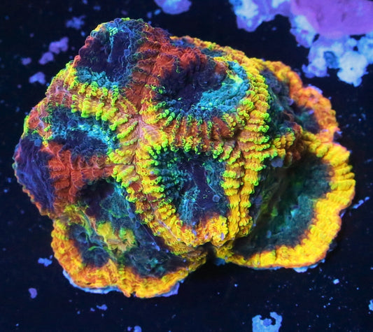 JF Yellow Submarine Favia