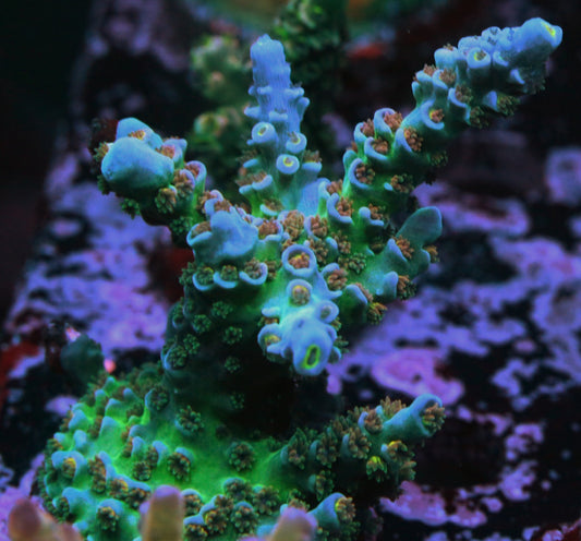 JF Jolt Acropora