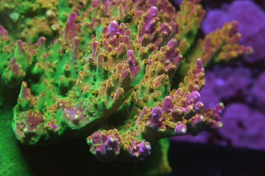 RR Rainbow Loom Acropora