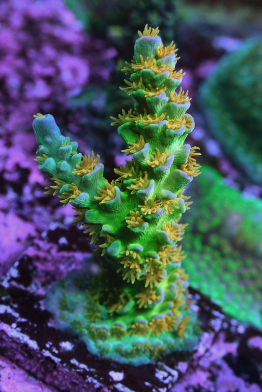 SC Orange Passion Acropora