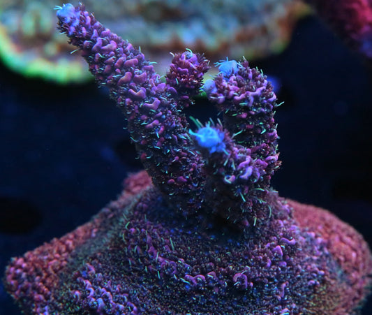 OG Voltron Millepora