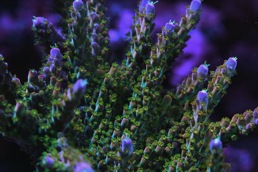 TGC Northern Lights Acropora