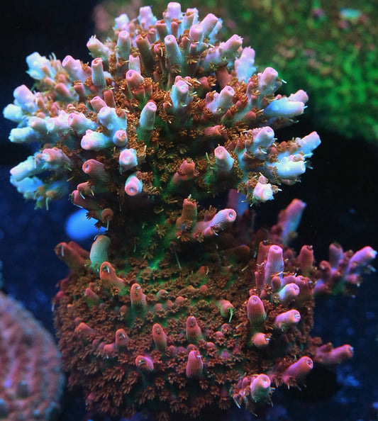 Pieces of the Ocean Cofefe Acro