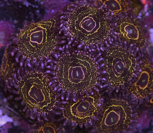 Stratosphere Zoanthid