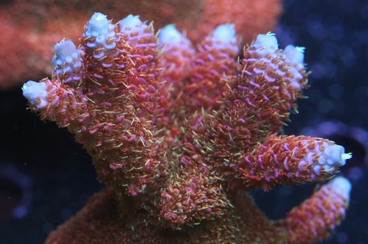 CC Bahama Mama Millepora