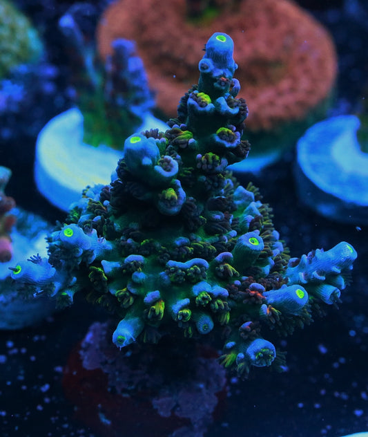 Reef Raft USA Angry Birds Acro
