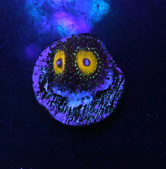 Godbeast Zoanthid 2p - WYSIWYG