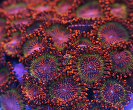 Speckled Krakatoa Zoanthid