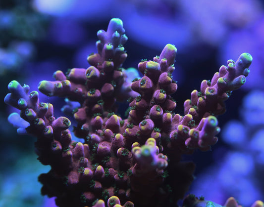 WWC King Fiji Acropora