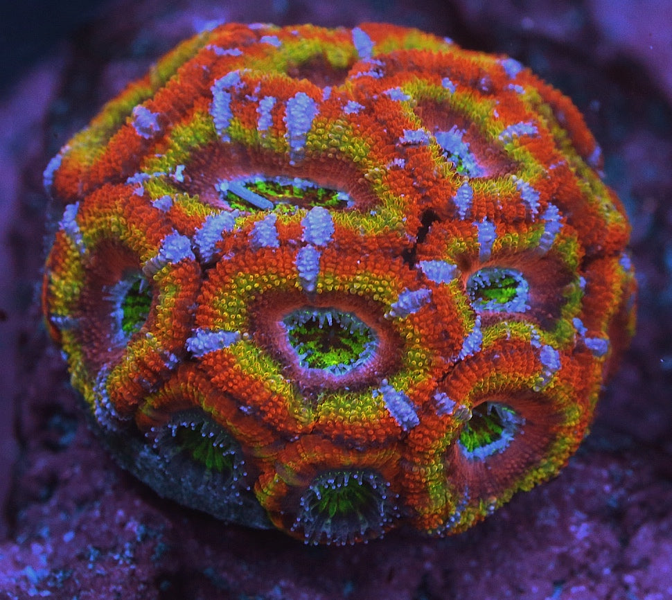 CC Ransom Acan