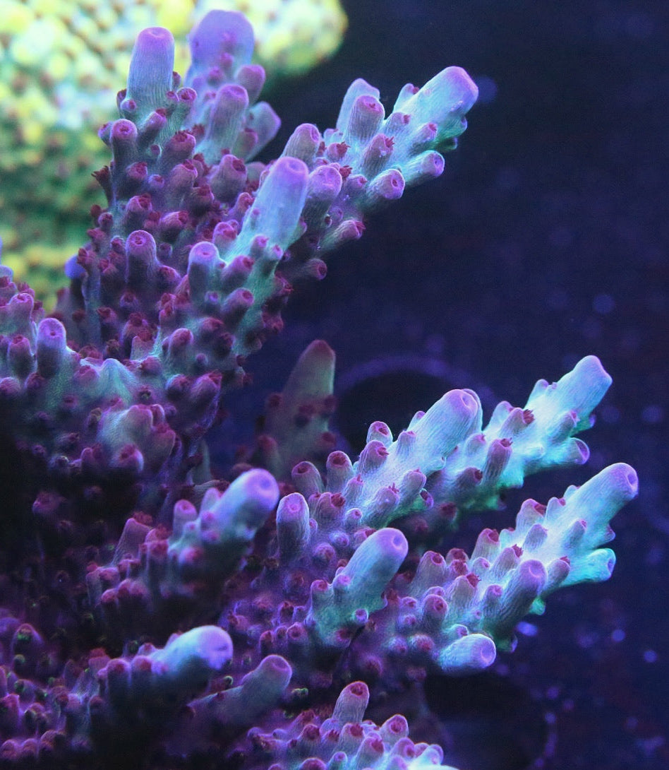 Vivid's Rainbow Delight Acropora