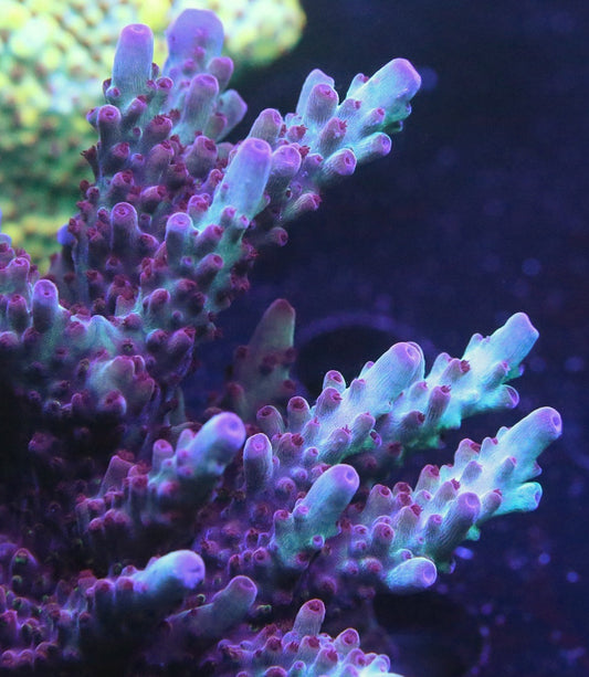 Vivid's Rainbow Delight Acropora
