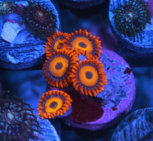 Alice In Wonderland Zoanthids