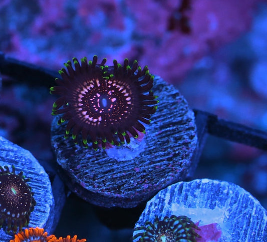 WWC Tasers Zoanthids