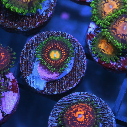 Incinerator Zoanthid