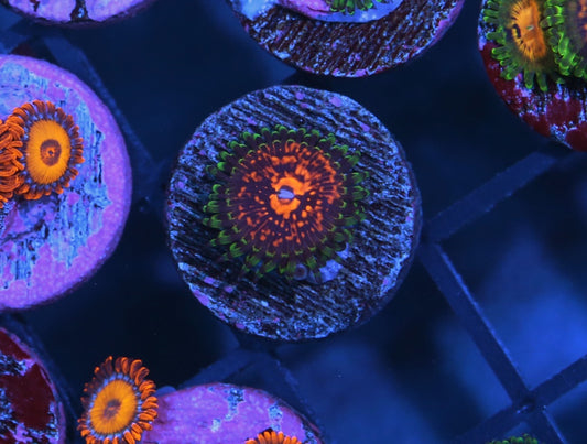Flaming Brohichan Zoa