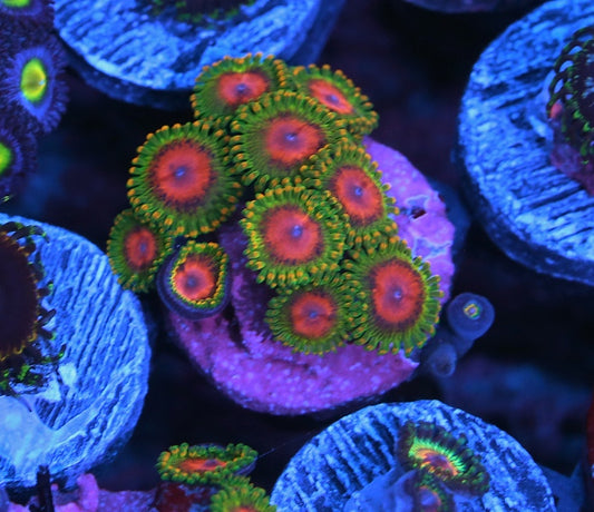 Awesome Blossom Zoanthids